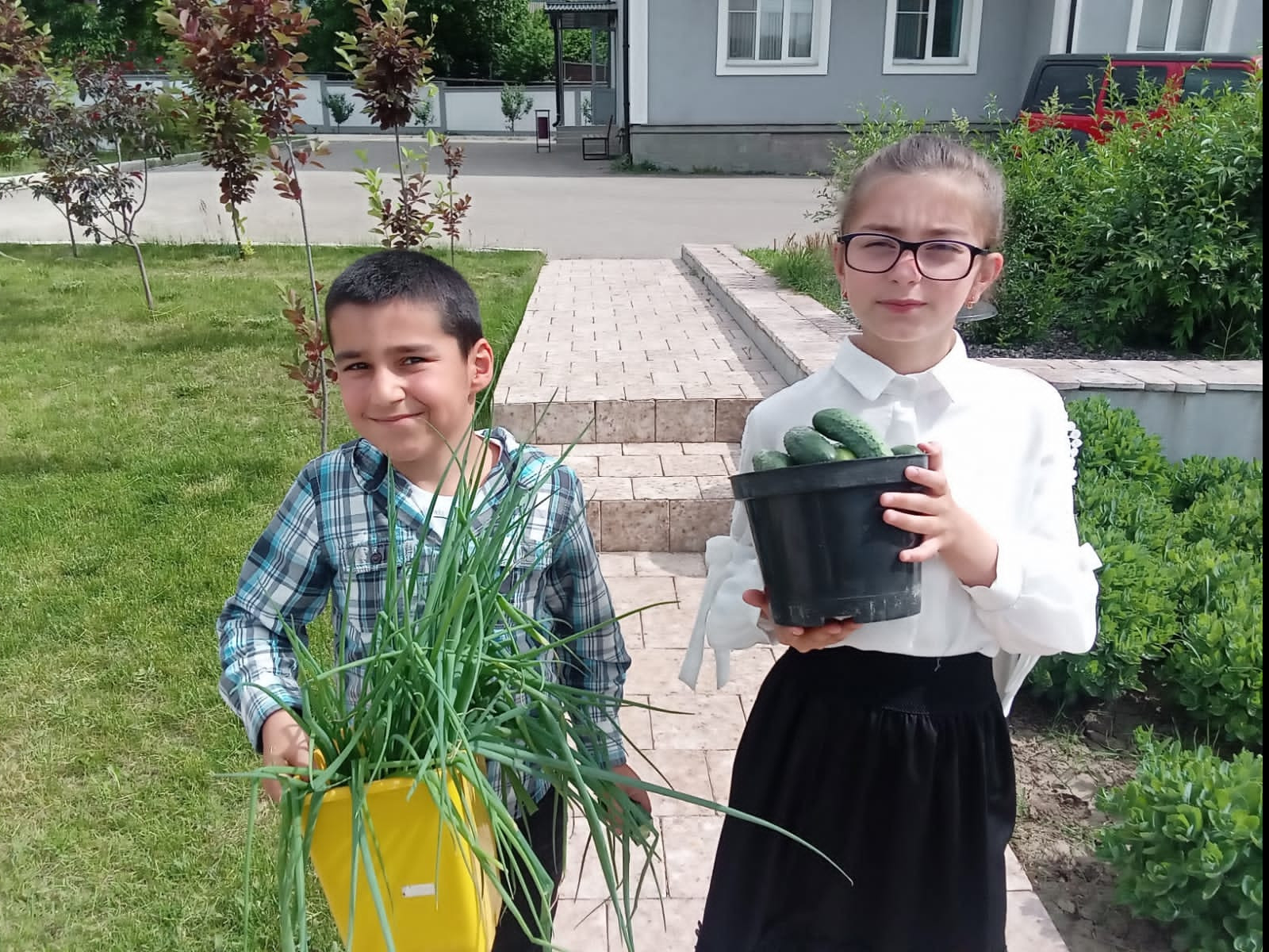 Учащиеся собрали первый урожай в школьной теплице Учащиеся собрали первый урожай в школьной теплице