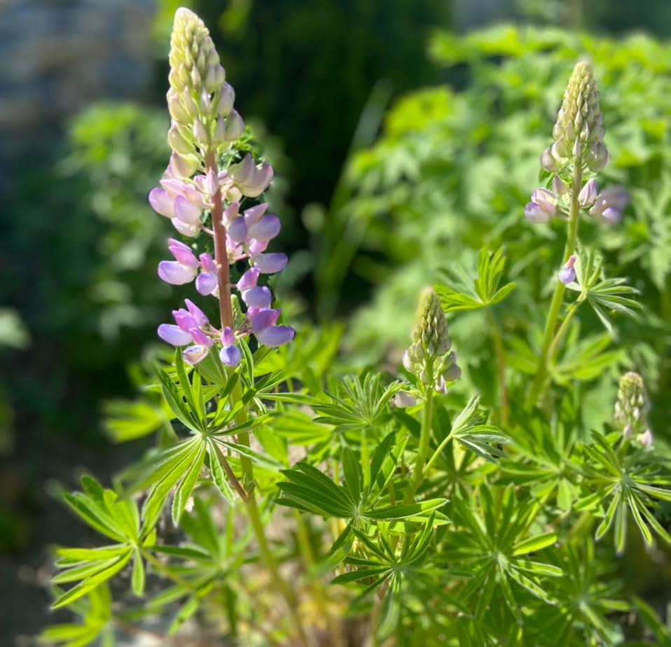 наш любимый дом наш любимый дом