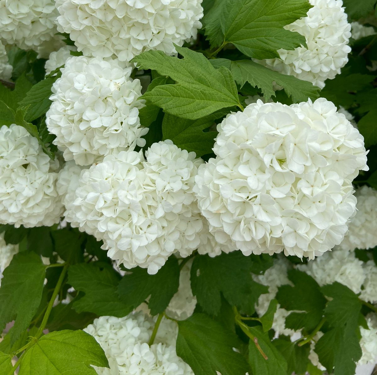 наш любимый дом наш любимый дом