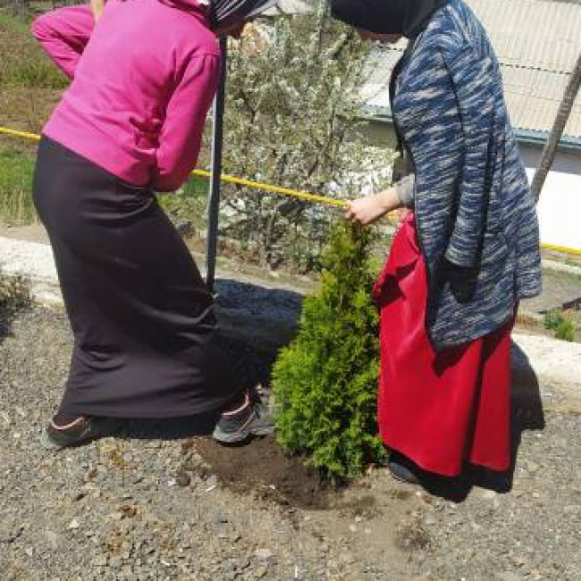 Посадка деревьев на территории образовательных организаций