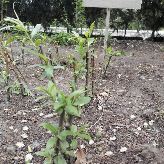 Объединение "Лесные робинзоны"