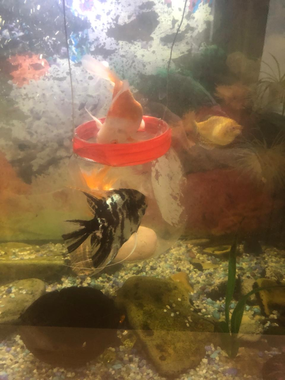 "Аквариумные рыбоводы"