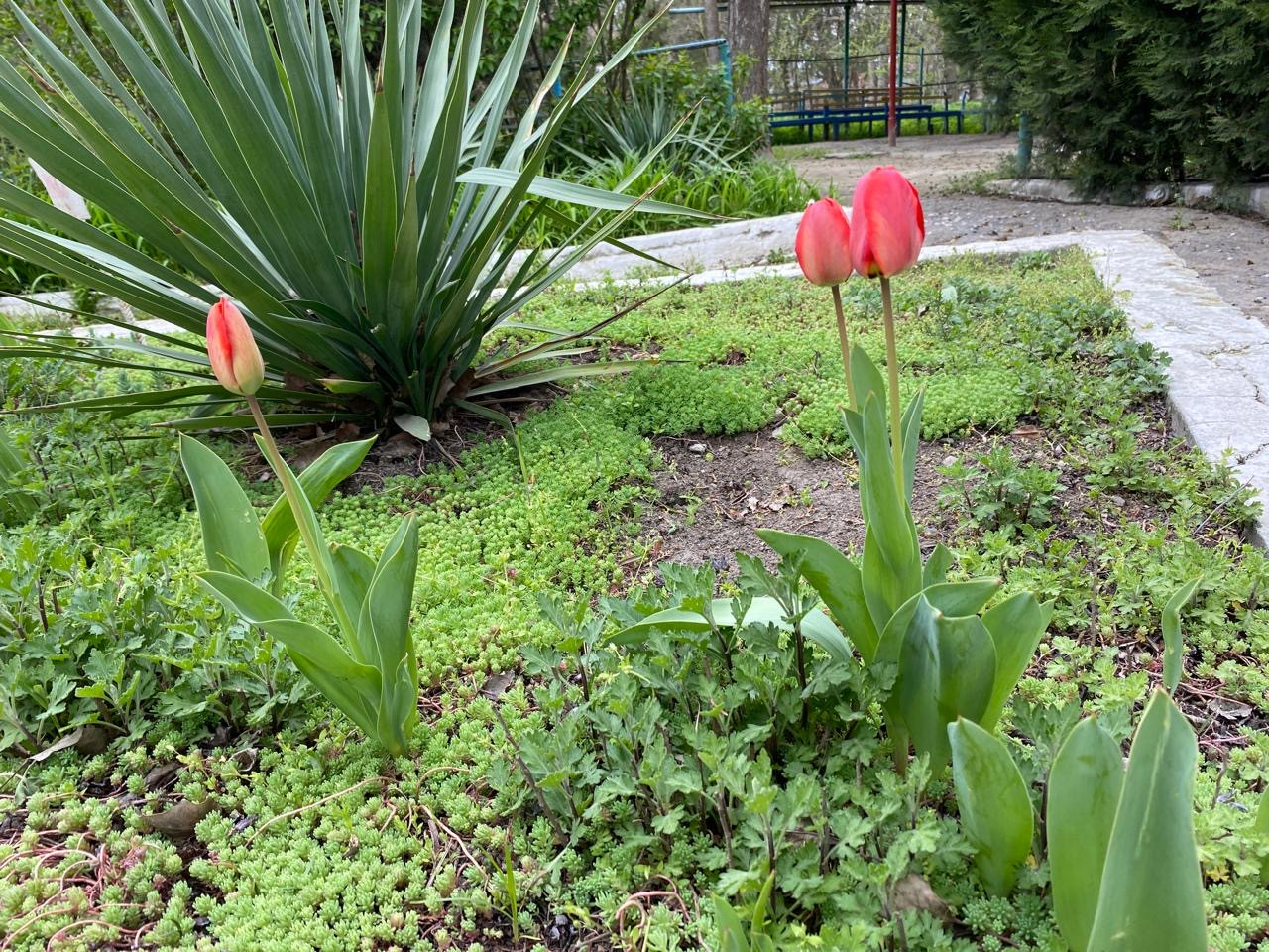 Объединение Комнатные цветоводы"