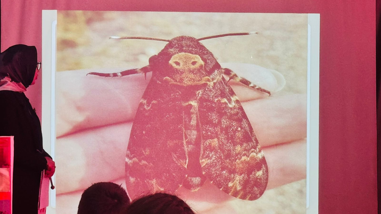 График проведения открытых занятий в объединениях ДДиМ на 2024- 2025 уч.г.