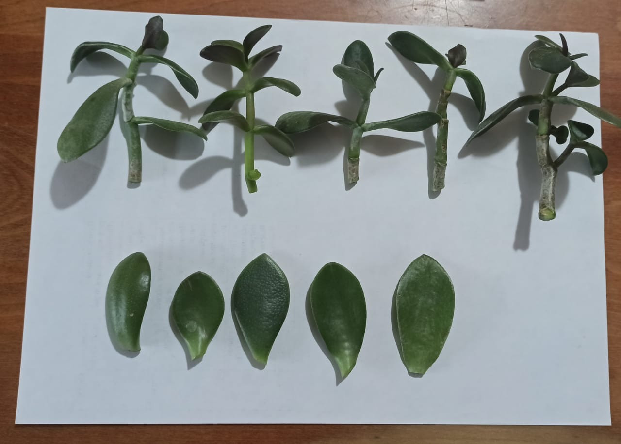 Объединение "Экодизайн"