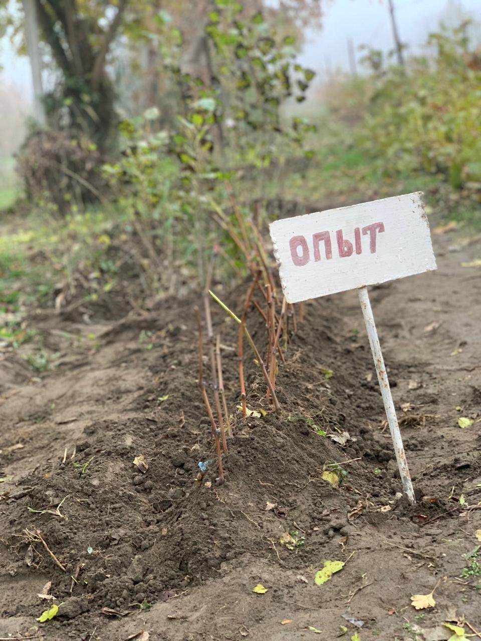 Объединение "Виноградари