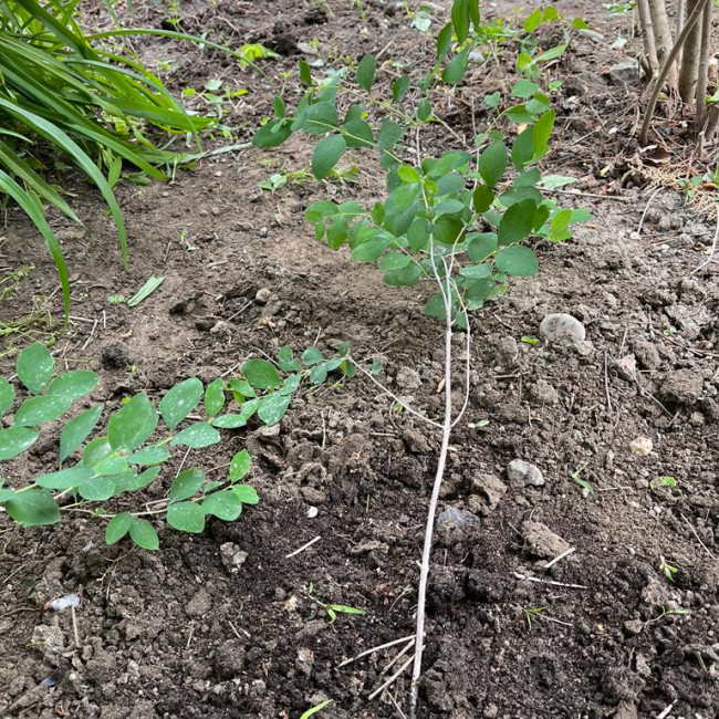 Объединение "Охрана природы"