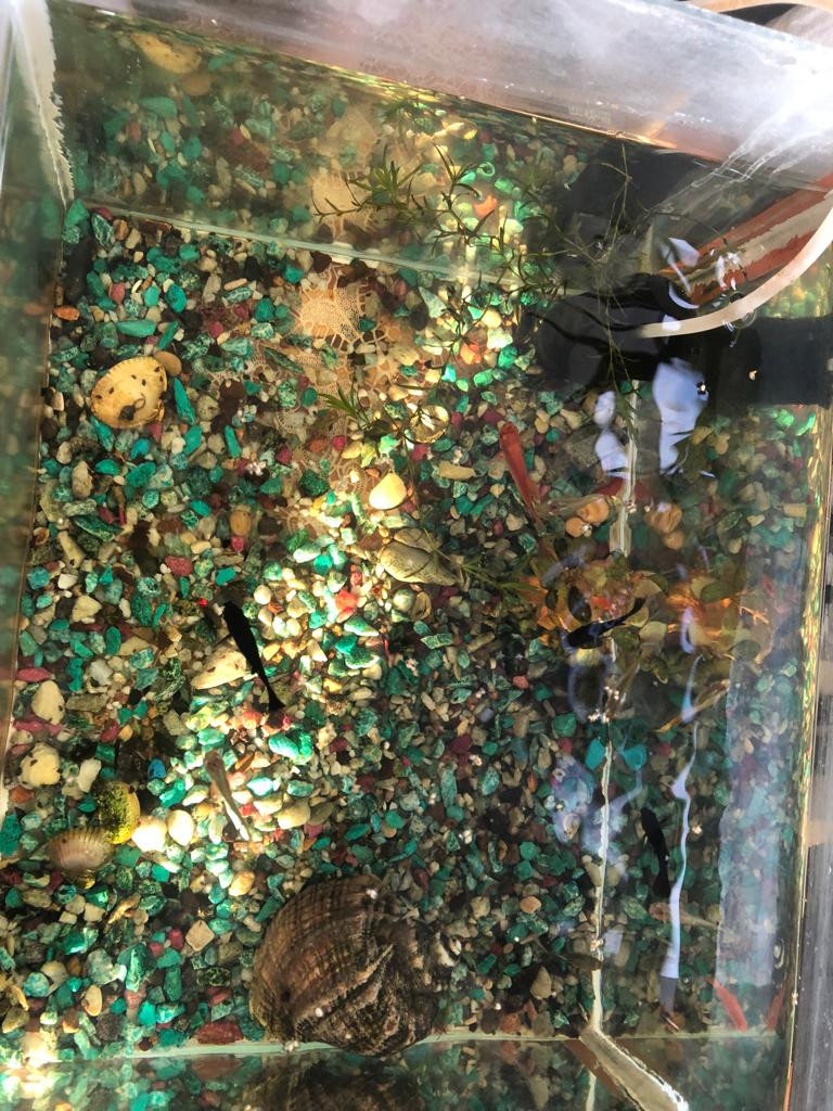 Объединение "Аквариумные рыбоводы"