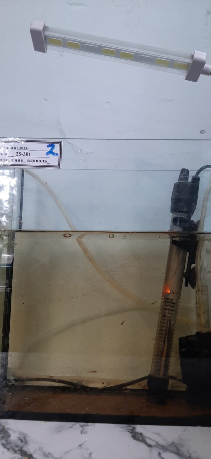 Объединение "Юные аквариумисты"