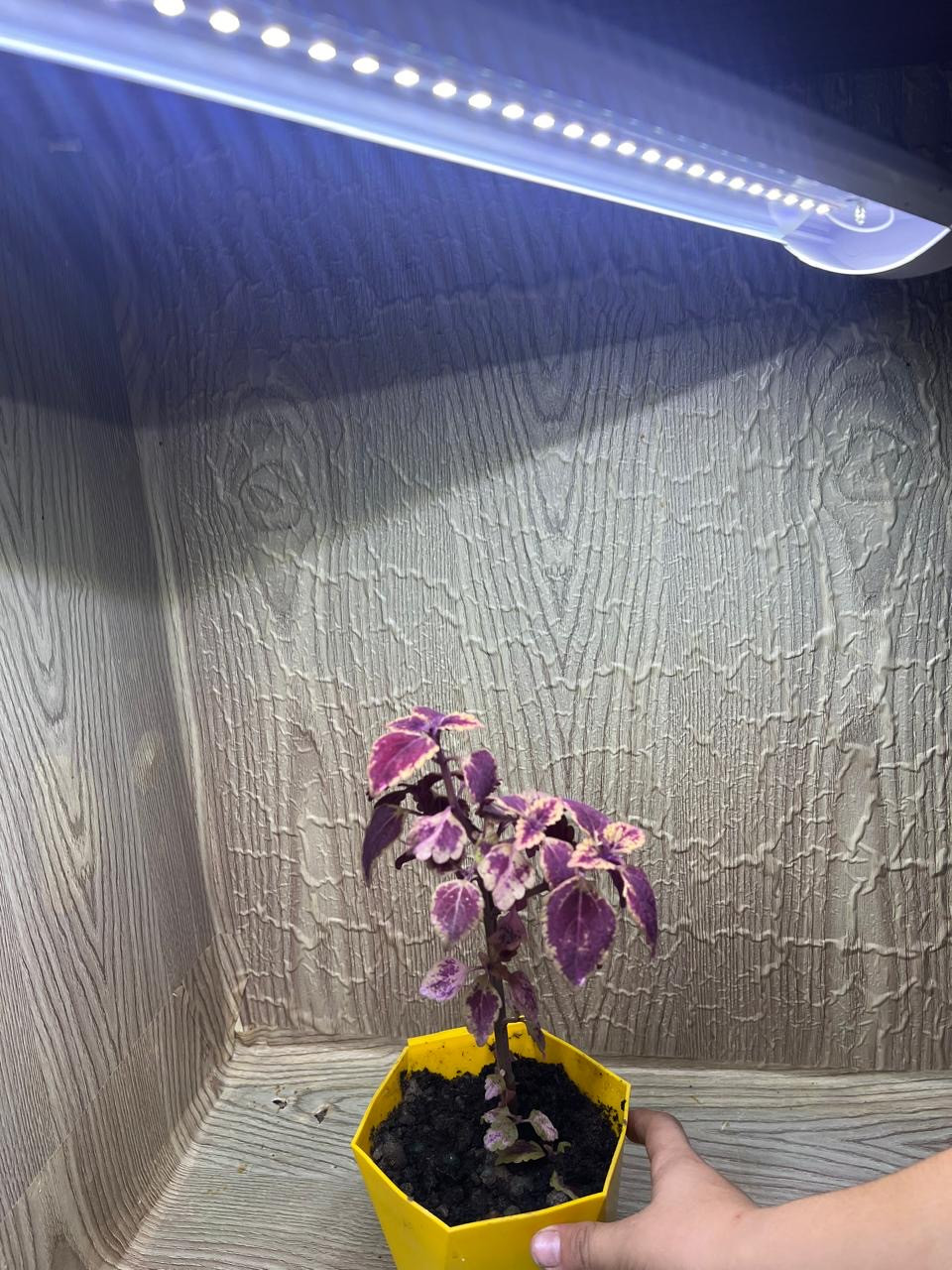 Объединение "Ландшафтный дизайнер"