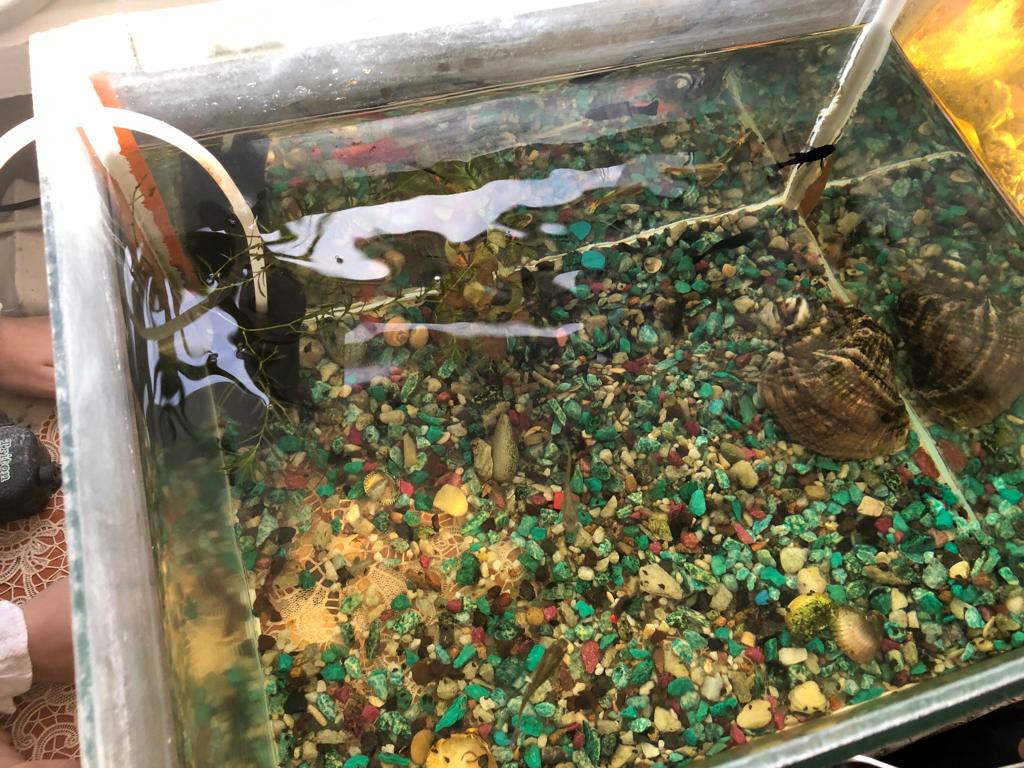 Объединение "Аквариумные рыбоводы"