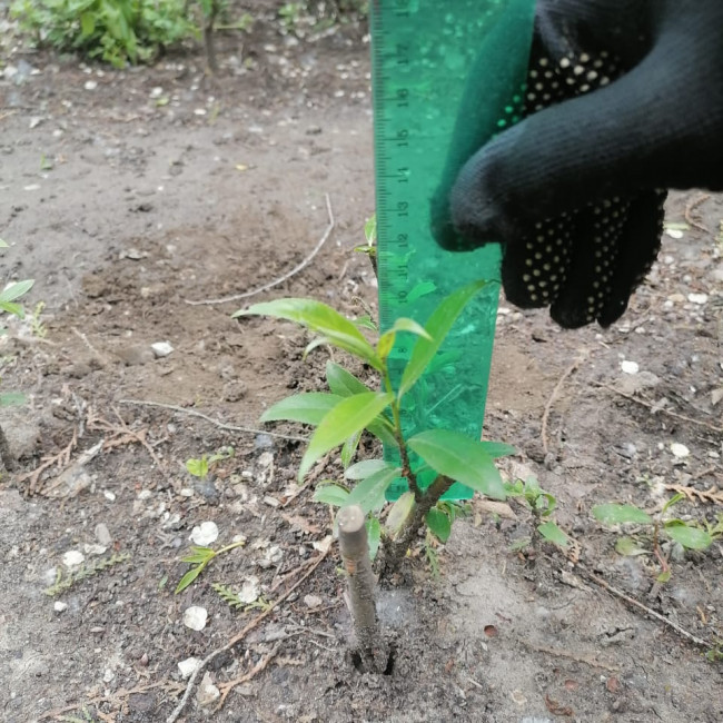 Объединение "Лесные робинзоны"