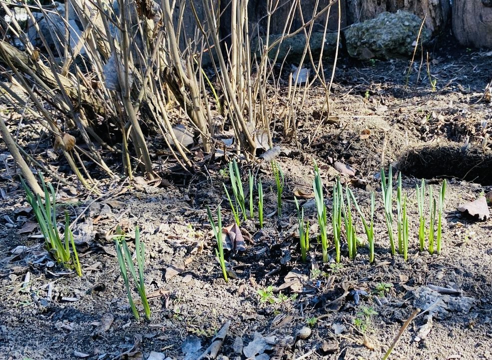 Объединение Комнатные цветоводы"