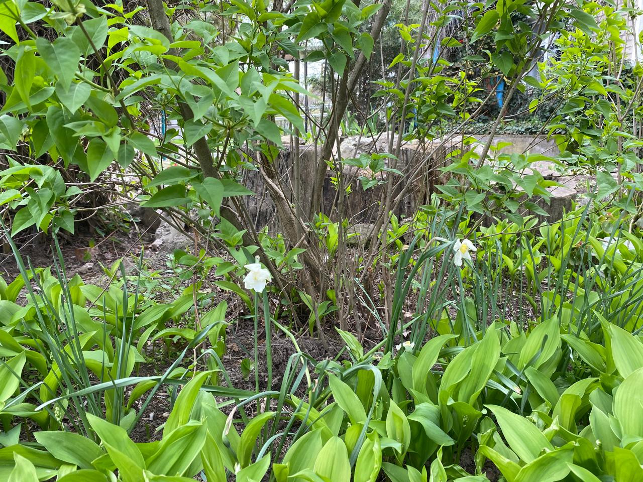 Объединение Комнатные цветоводы"