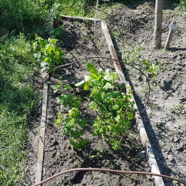 Объединение "Садоводы"