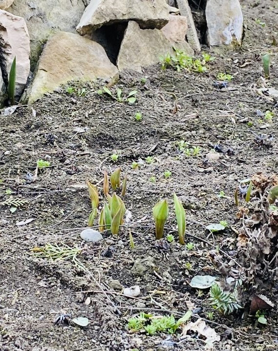 Объединение Комнатные цветоводы"