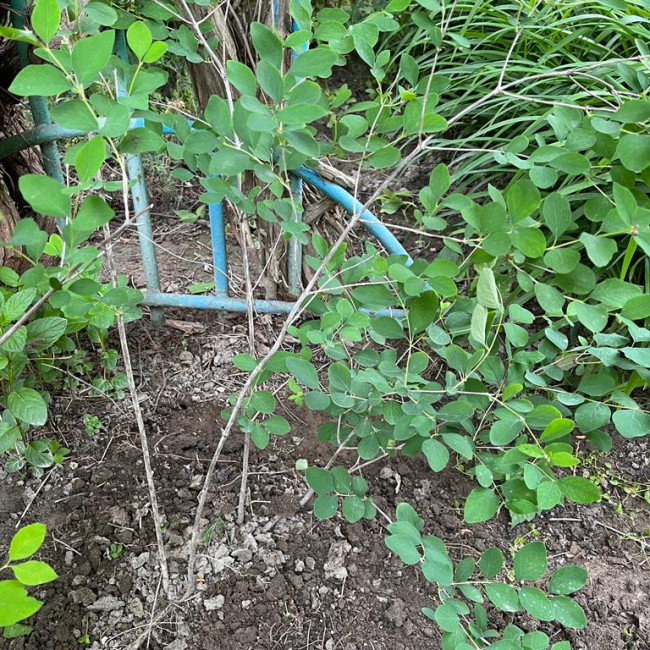 Объединение "Охрана природы"