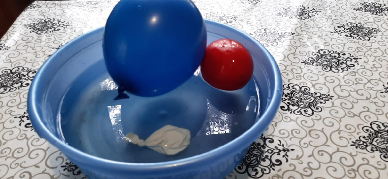 Объединение "Юные аквариумисты"