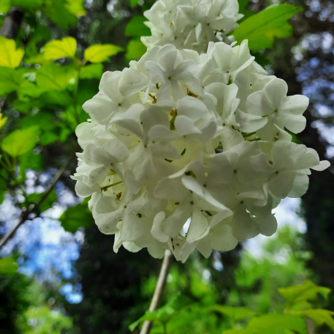 Объединение"Грунтовые цветоводы"