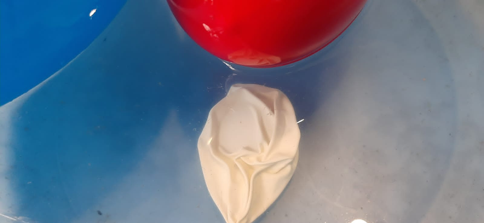 Объединение "Юные аквариумисты"