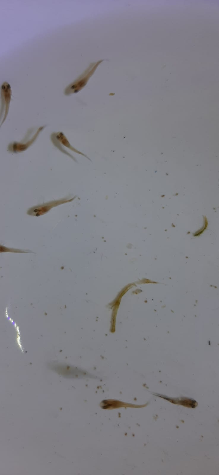 Объединение "Юные аквариумисты"