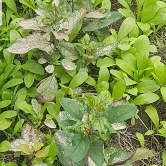 Объединение "Садоводы"