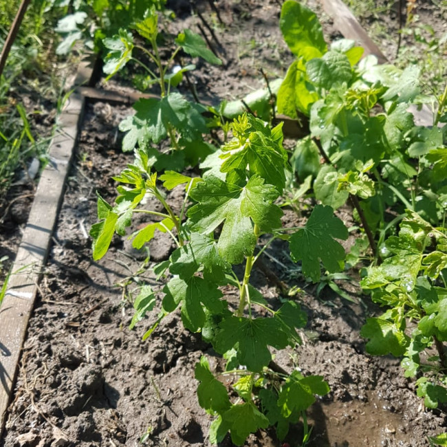 Объединение "Садоводы"