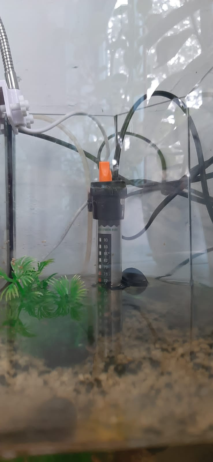 Объединение "Юные аквариумисты"