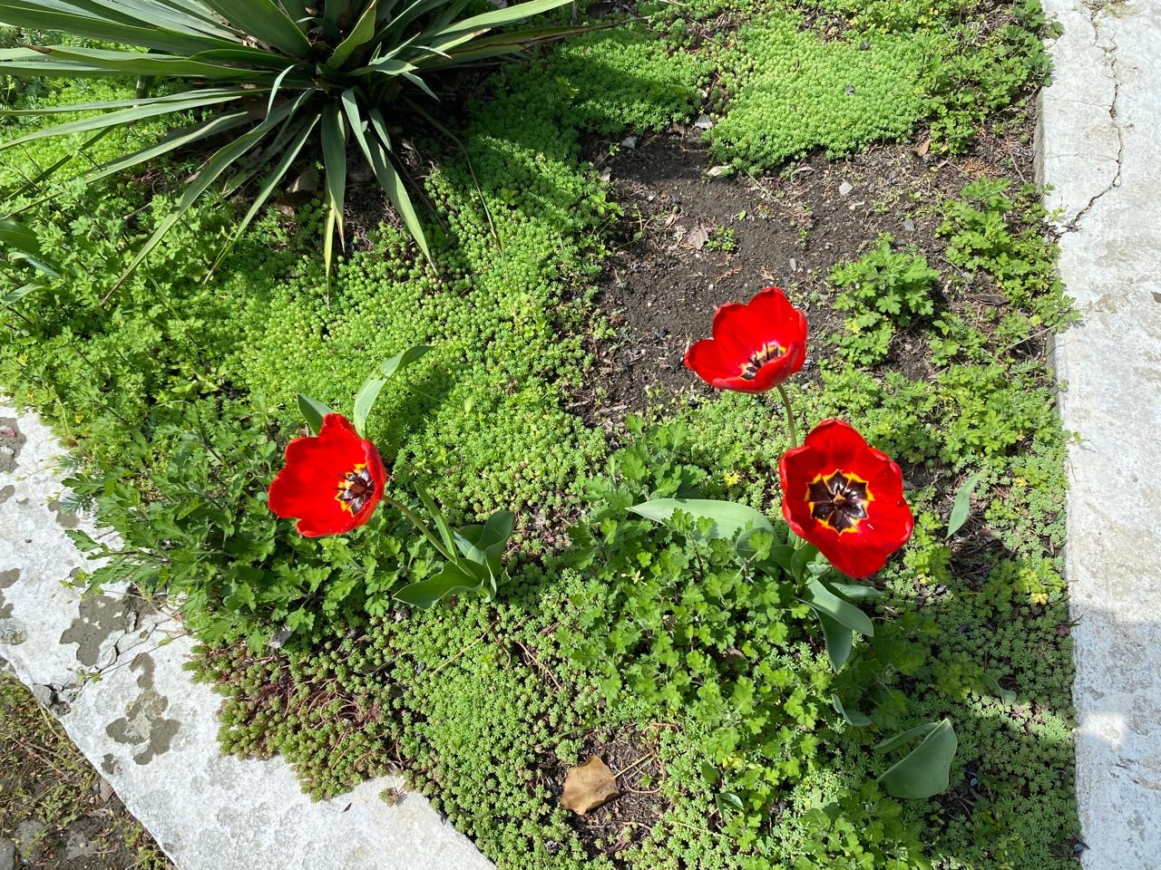 Объединение Комнатные цветоводы"