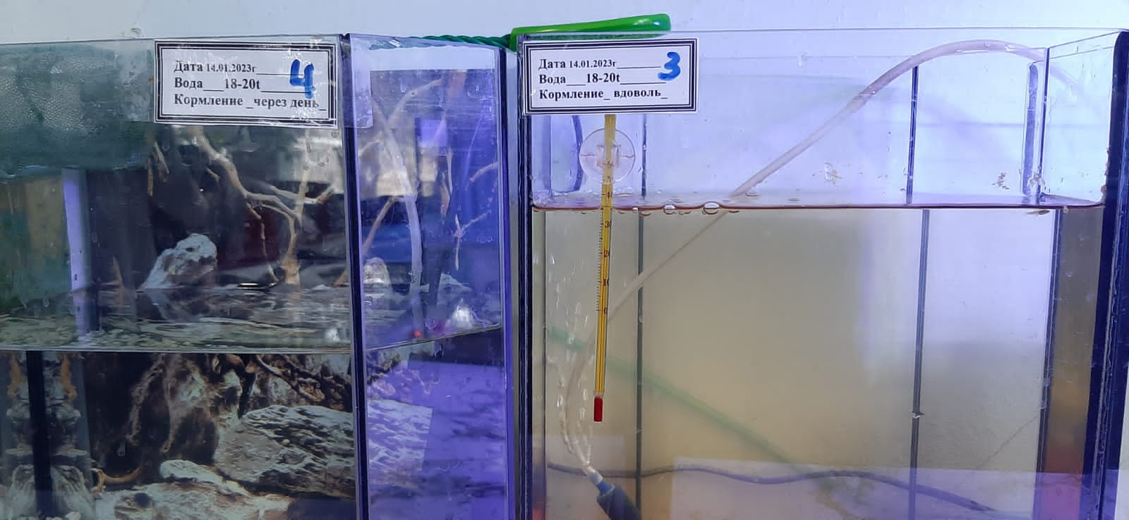 Объединение "Юные аквариумисты"