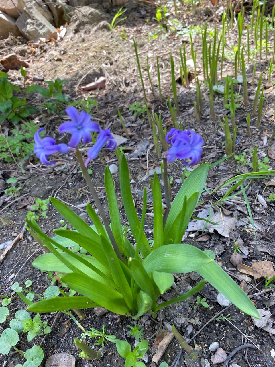 Объединение Комнатные цветоводы"