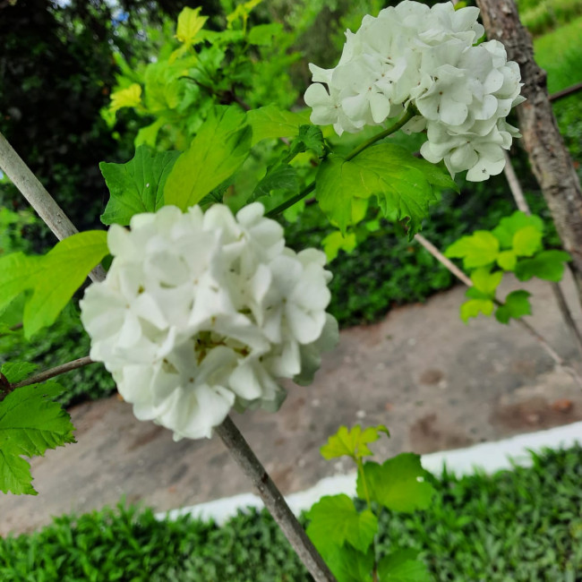 Объединение"Грунтовые цветоводы"