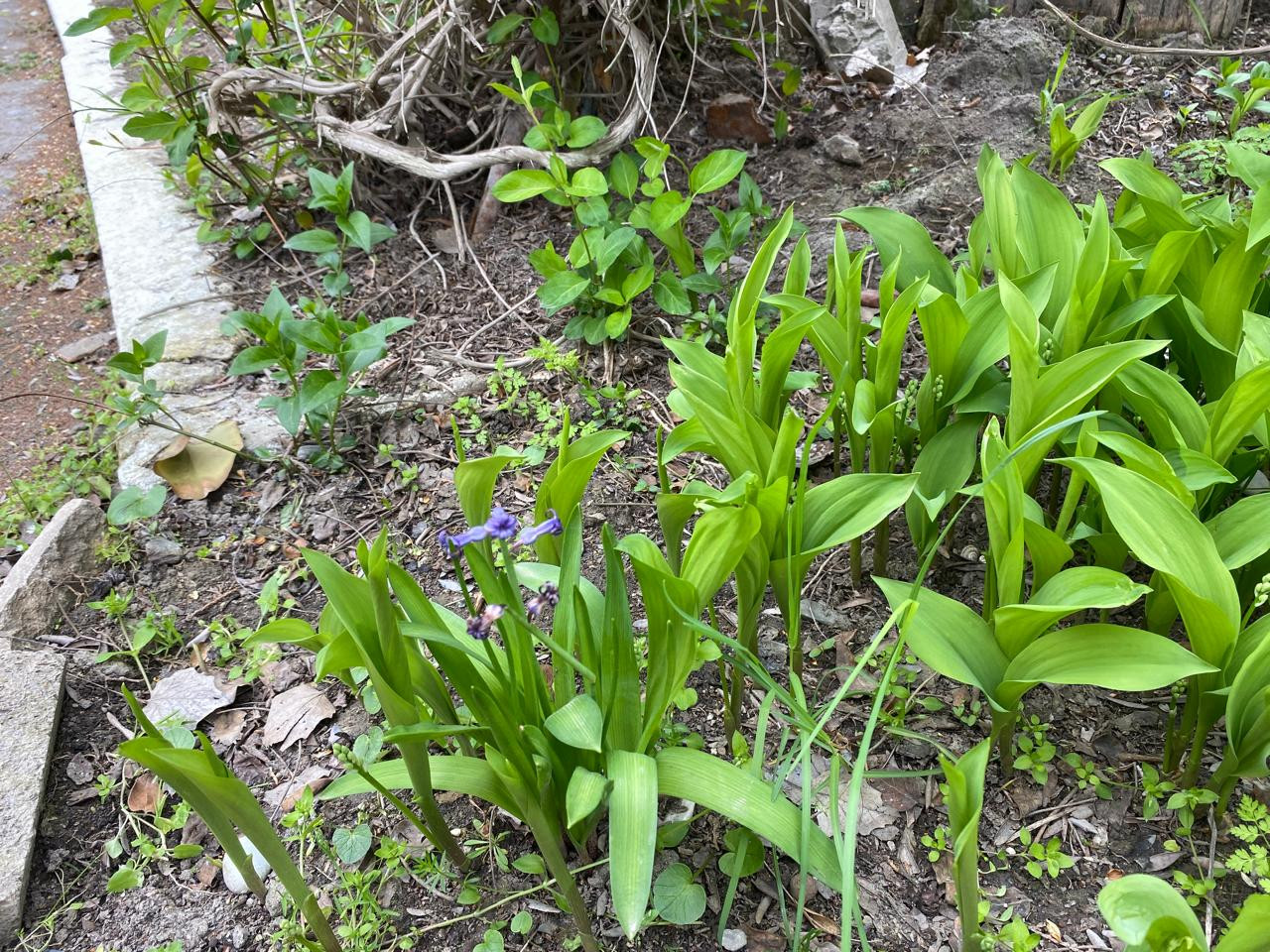 Объединение Комнатные цветоводы"