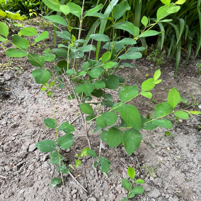 Объединение "Охрана природы"