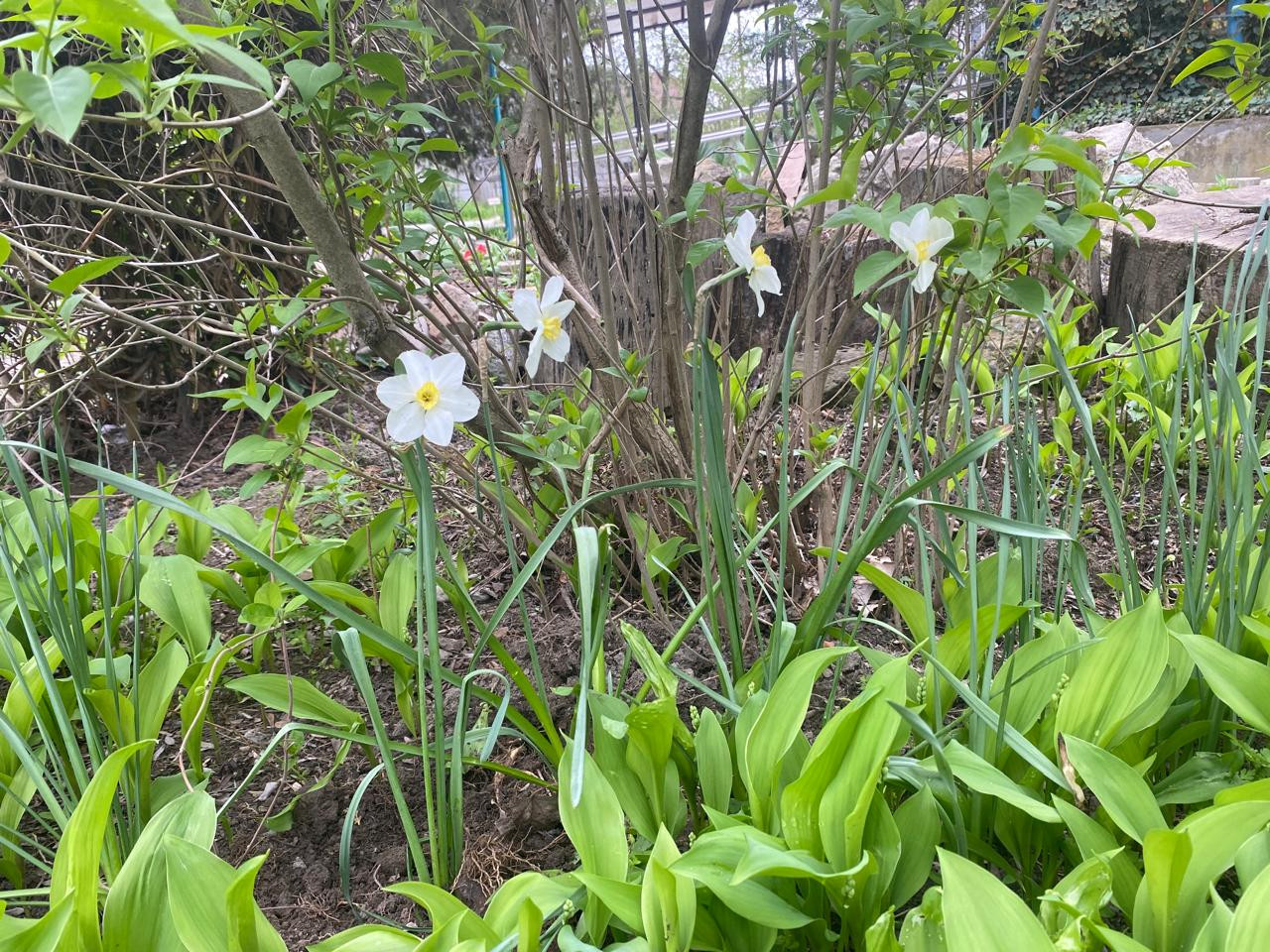 Объединение Комнатные цветоводы"