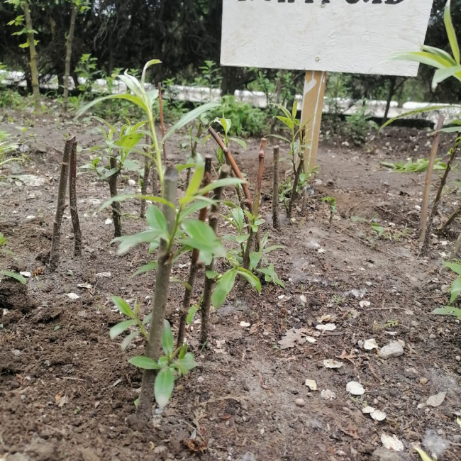 Объединение "Лесные робинзоны"