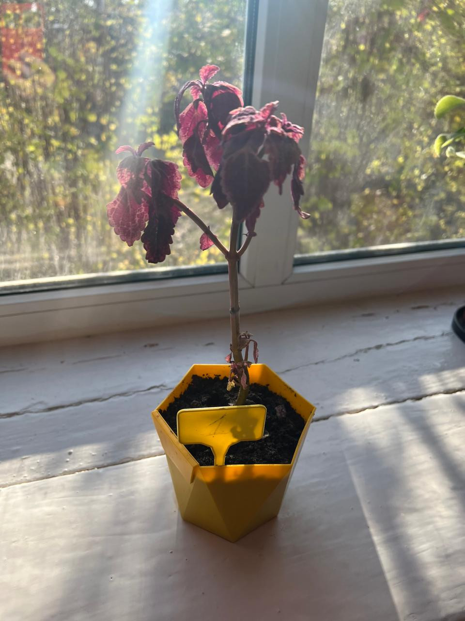 Объединение "Ландшафтный дизайнер"