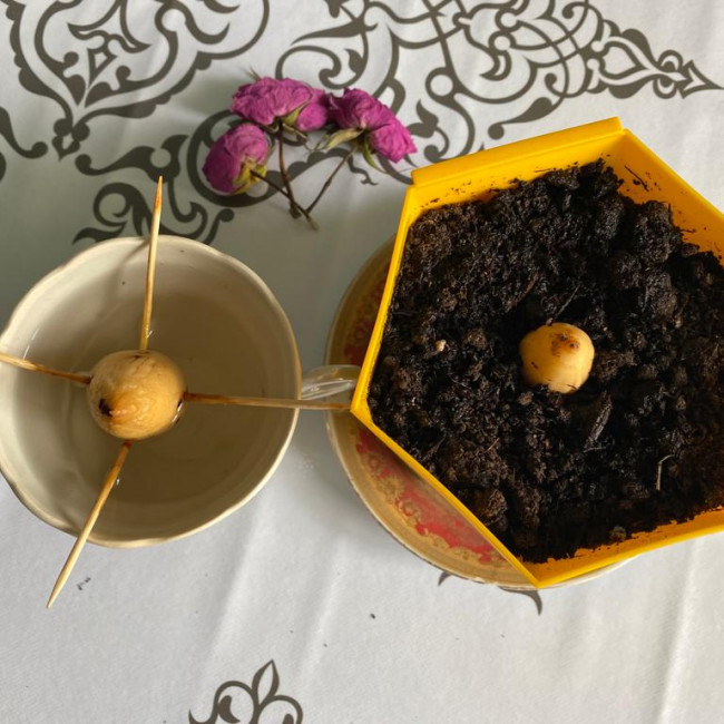 Опытническая и исследовательская работа в объединении "Цветоводы"