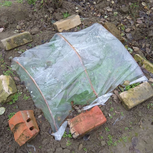 Учебно- опытный участок объединения "Цветоводы"