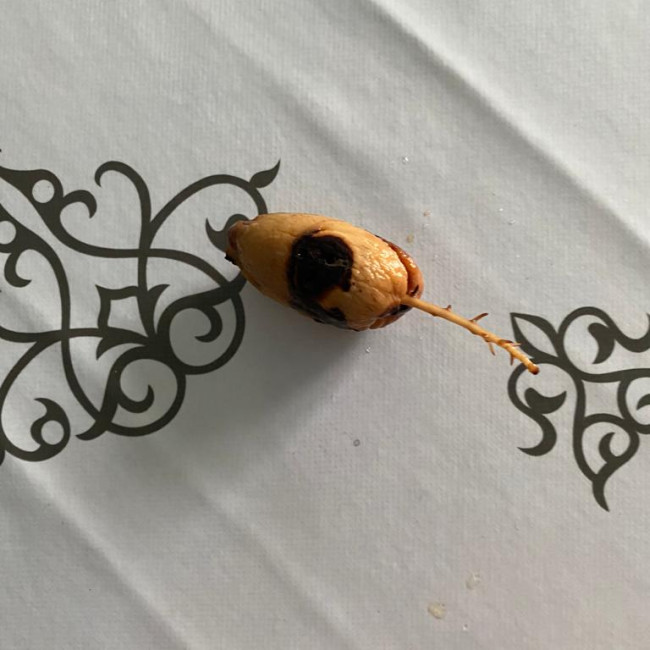 Опытническая и исследовательская работа в объединении "Цветоводы"