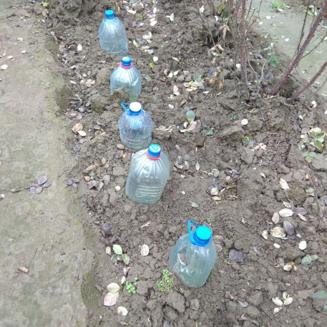 Учебно- опытный участок объединения "Цветоводы"