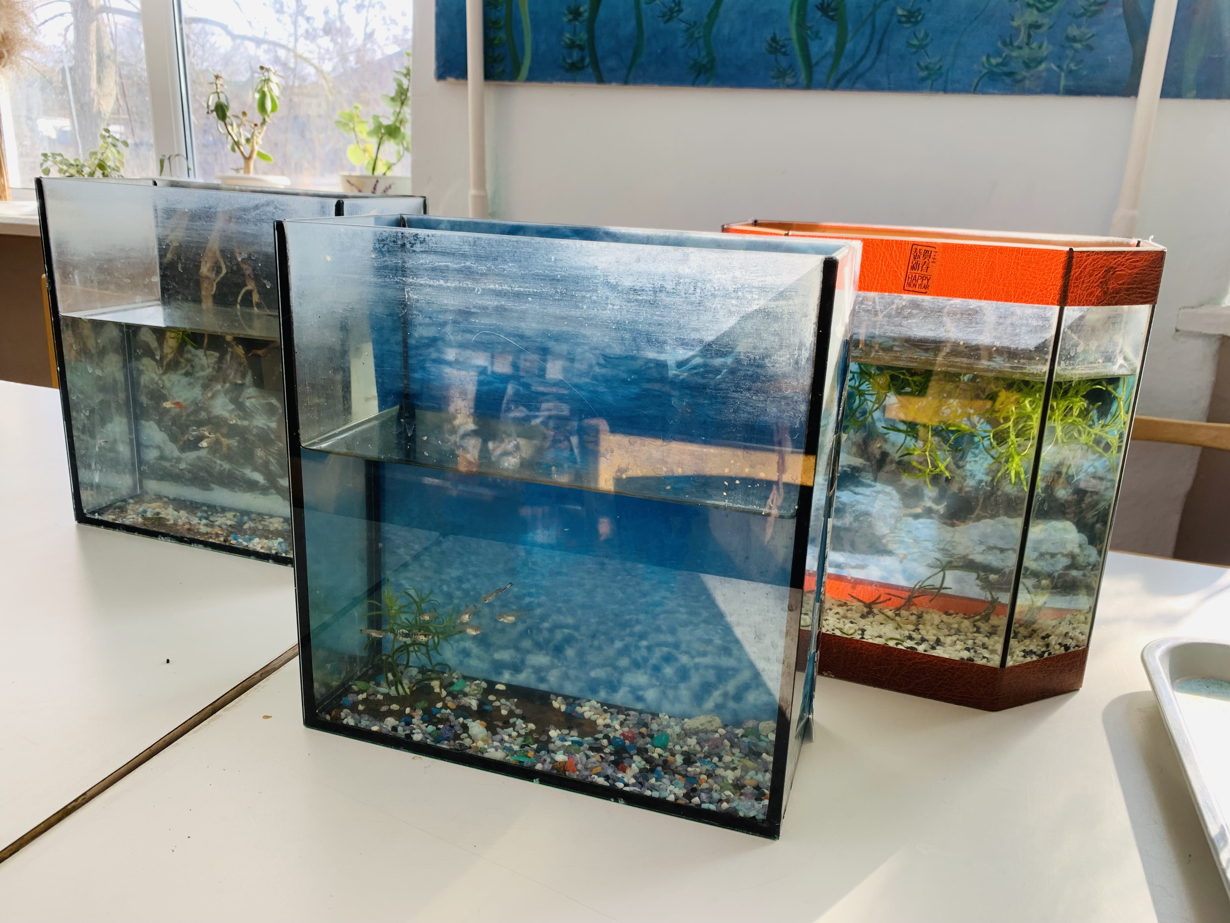 "Аквариумные рыбоводы"