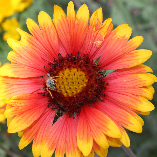 Учебно- опытный участок объединения "Цветоводы"