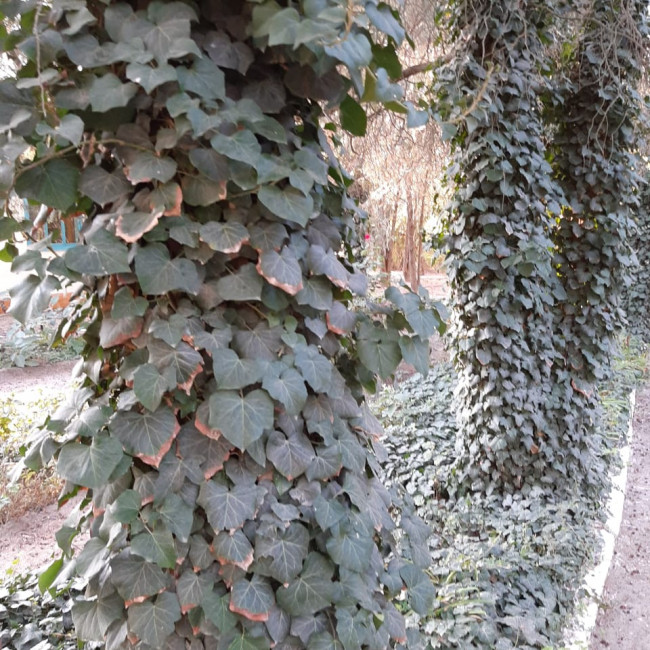 Опытническая и исследовательская работа в объединении "Цветоводы" Опытническая и исследовательская работа в объединении "Цветоводы"