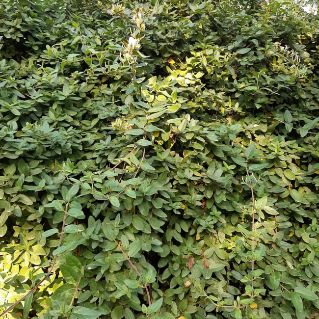 Опытническая и исследовательская работа в объединении "Цветоводы" Опытническая и исследовательская работа в объединении "Цветоводы"