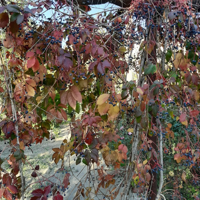 Опытническая и исследовательская работа в объединении "Цветоводы" Опытническая и исследовательская работа в объединении "Цветоводы"