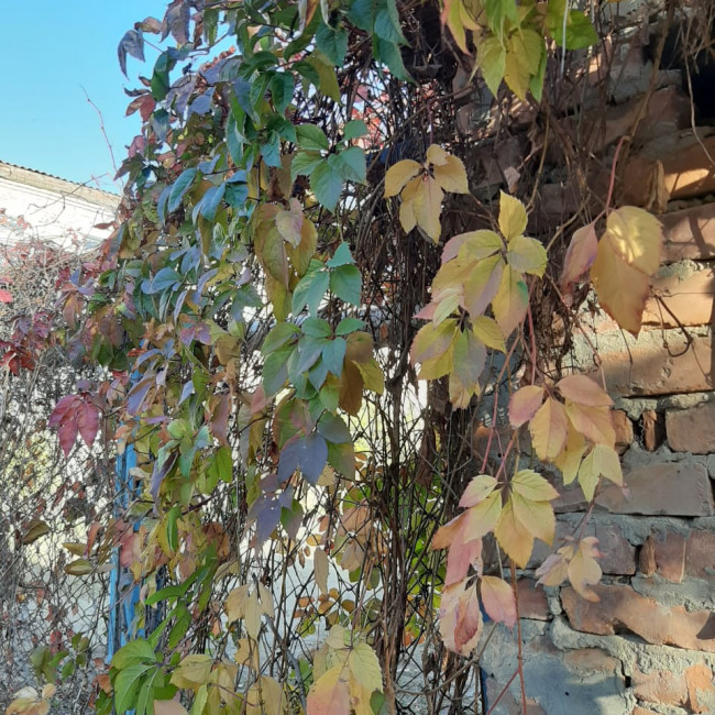 Опытническая и исследовательская работа в объединении "Цветоводы" Опытническая и исследовательская работа в объединении "Цветоводы"