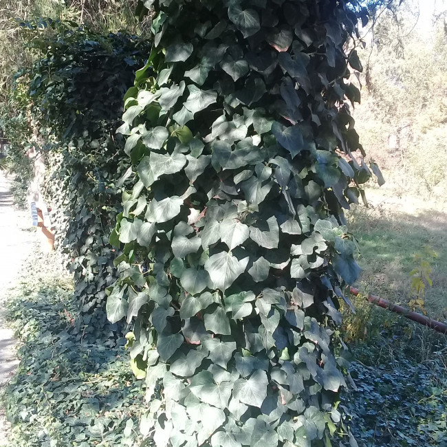 Опытническая и исследовательская работа в объединении "Цветоводы" Опытническая и исследовательская работа в объединении "Цветоводы"