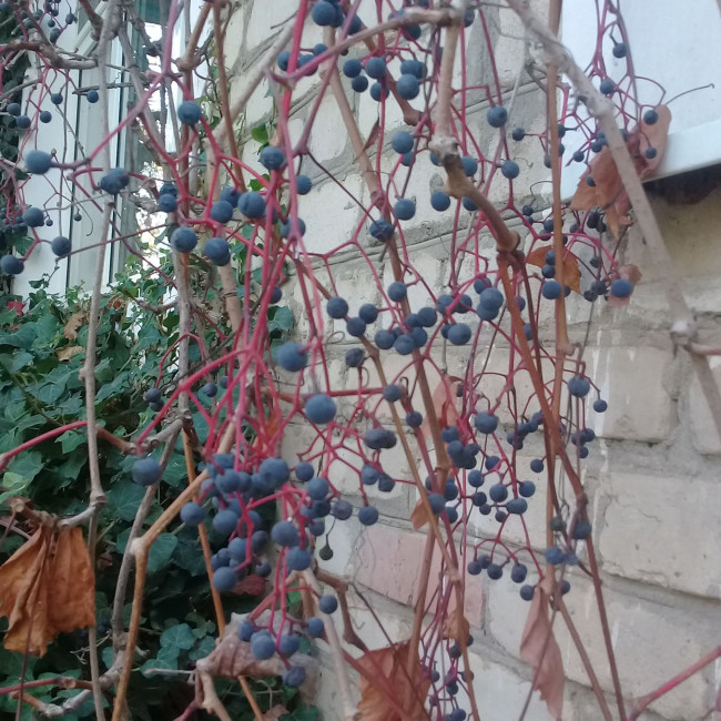 Опытническая и исследовательская работа в объединении "Цветоводы" Опытническая и исследовательская работа в объединении "Цветоводы"