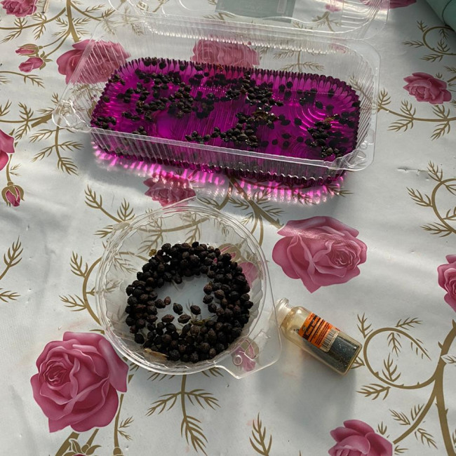 Опытническая и исследовательская работа в объединении "Цветоводы" Опытническая и исследовательская работа в объединении "Цветоводы"